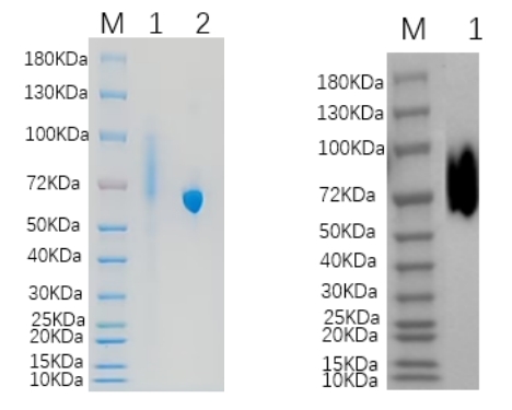 Reducing 4%-20% SDS-PAGE (CBB stained) and WB (Anti-His Mouse Monoclonal antibody) analysis profiles of purified MFRP.
1. MFRP: 1 μg
2. BSA: 1 μg